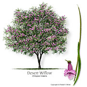 Desert-Willow