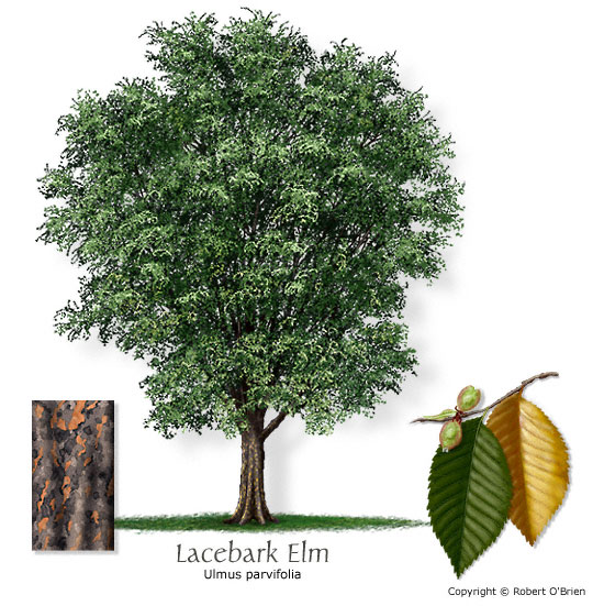 Lacebark Elm (Chinese Elm)