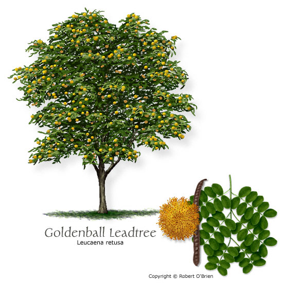 Goldenball Leadtree (Littleleaf Leucaena)