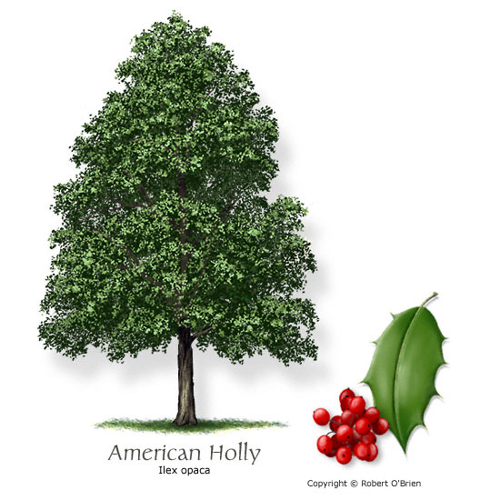 American Holly