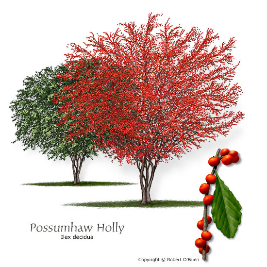Possumhaw (Deciduous Holly)