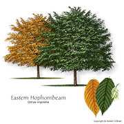 Eastern Hophornbeam