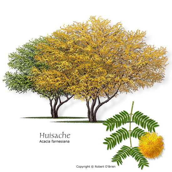 Huisache (Sweet Acacia)