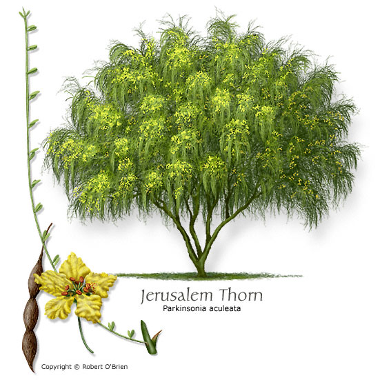 Jerusalem-Thorn (Retama)