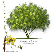 Jerusalem-Thorn