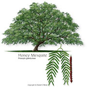 Honey Mesquite