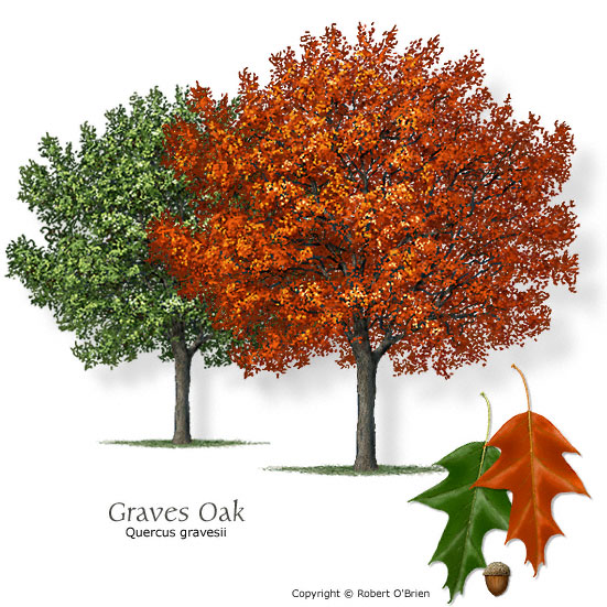 Graves Oak (Chisos Red Oak)
