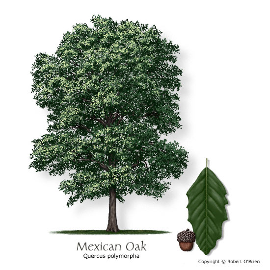 Mexican White Oak (Monterrey Oak)
