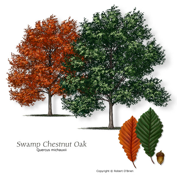 Swamp Chestnut Oak (Cow Oak)