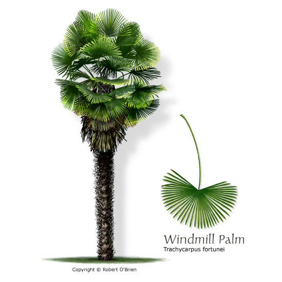 Windmill Palm