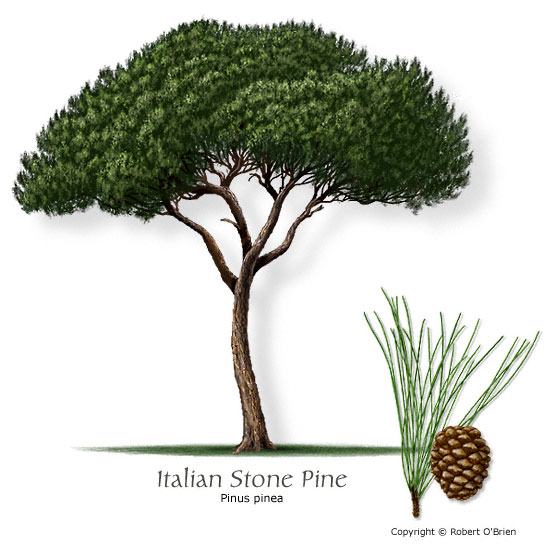 Italian Stone Pine