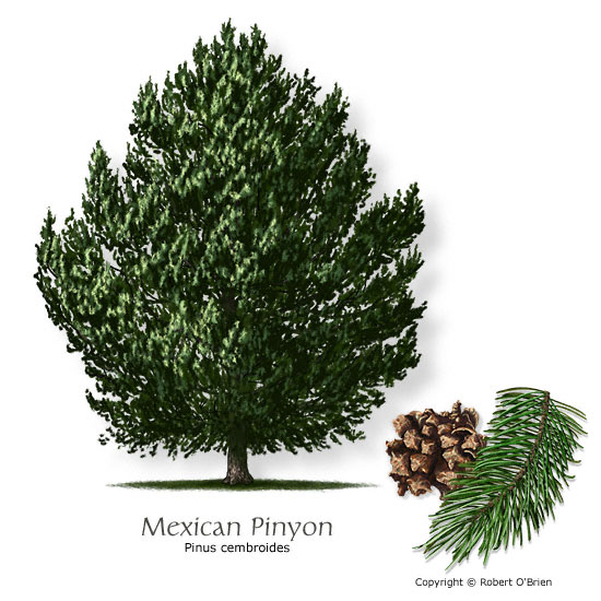 Mexican Pinyon Pine