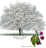 Mexican Plum
