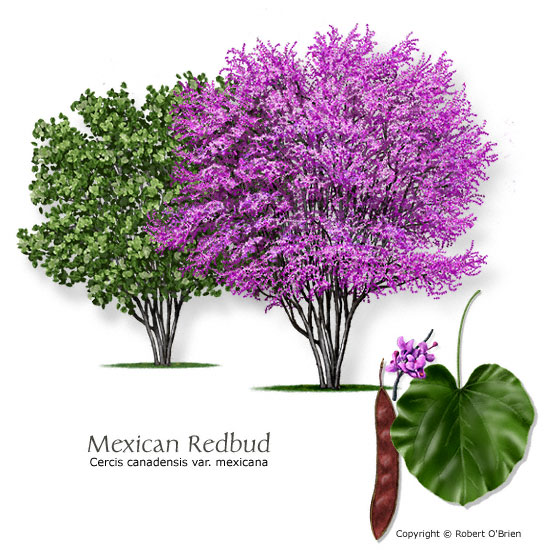 Mexican Redbud