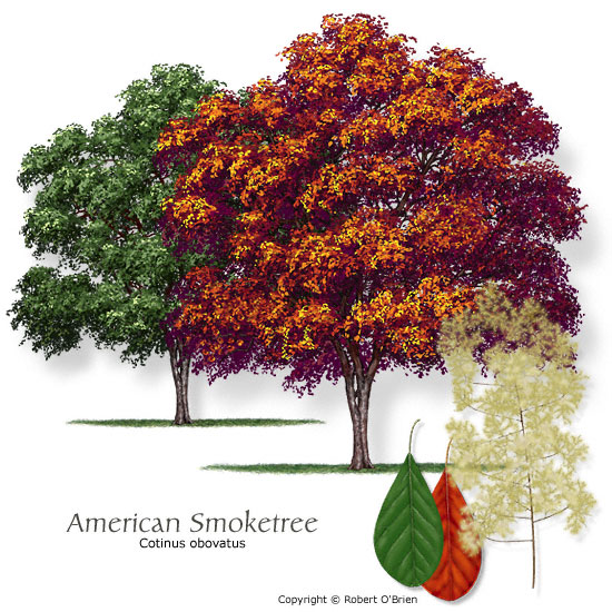 American Smoketree (Chittamwood)
