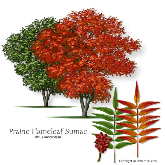 Prairie Flameleaf Sumac (Prairie Sumac)